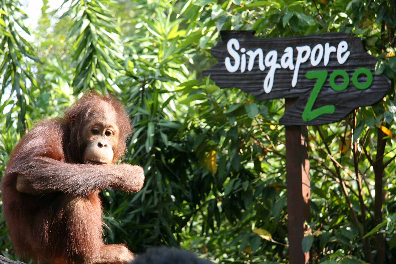zoo singapore