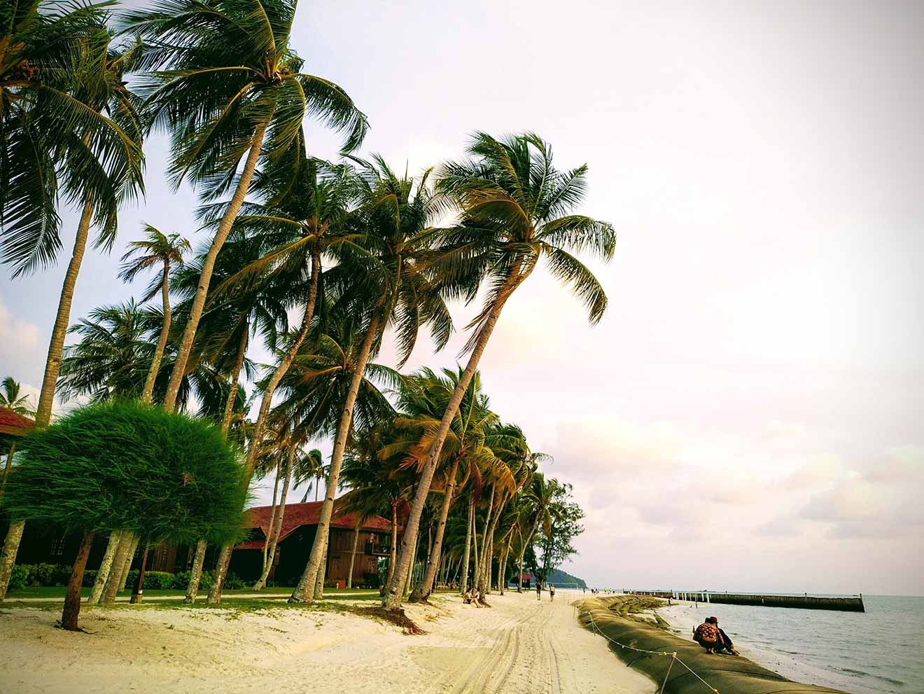 trees in langkawi