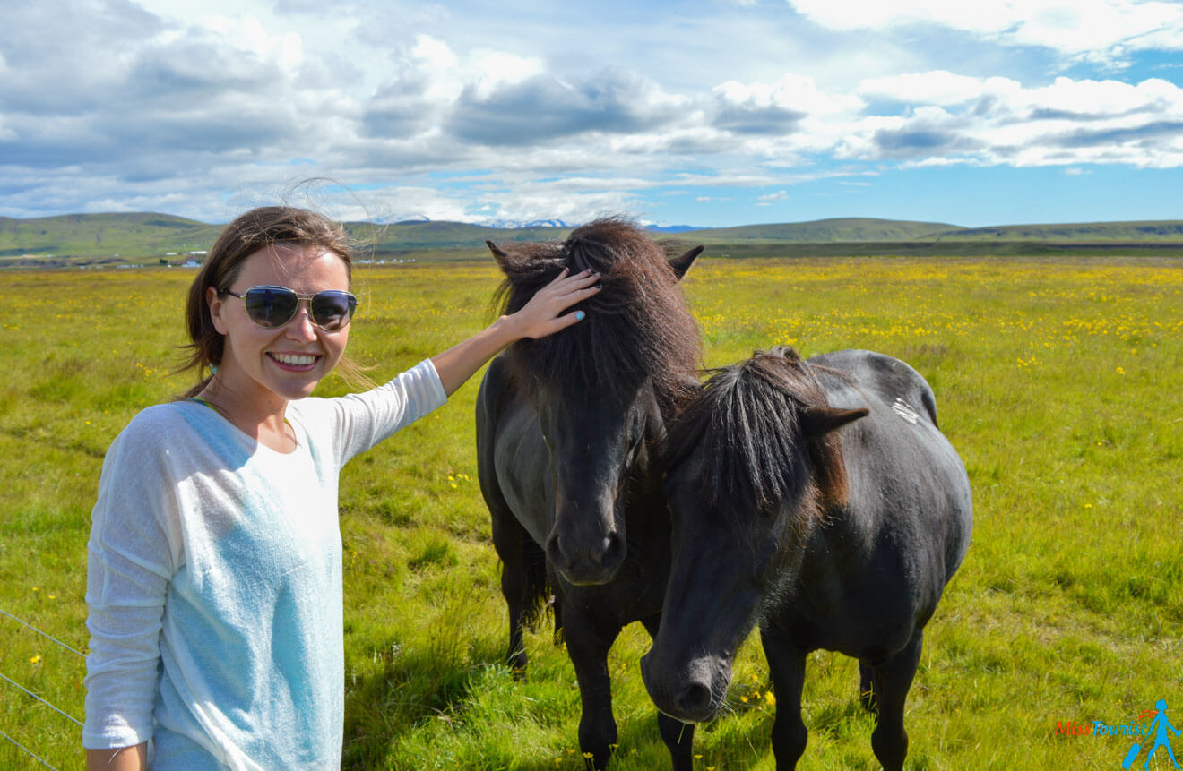 Horses in iceland
