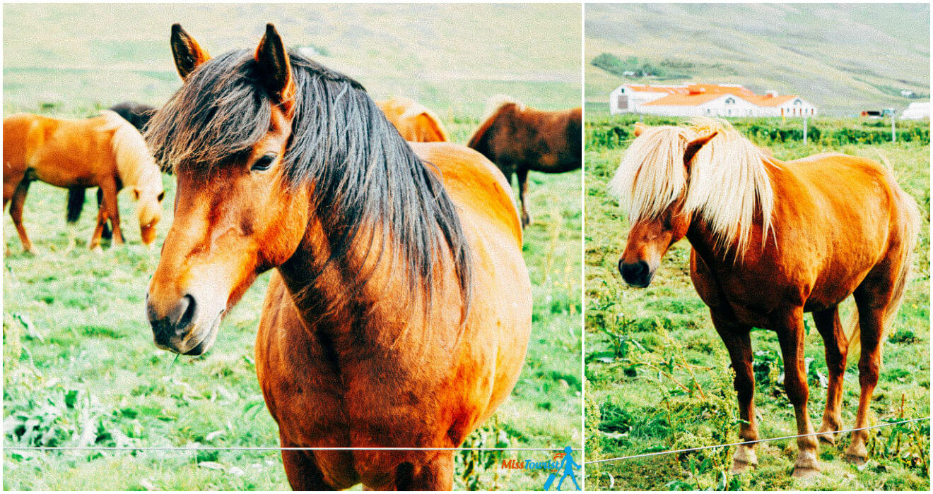 Icelandic horseriding near Reykjavik