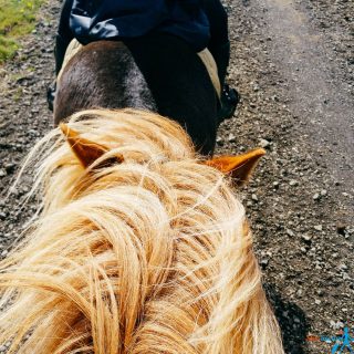 horse riding in Iceland