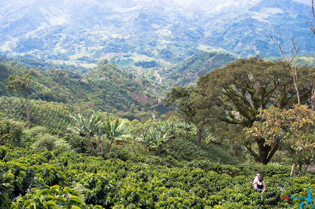 Jardin Colombia coffee plantation