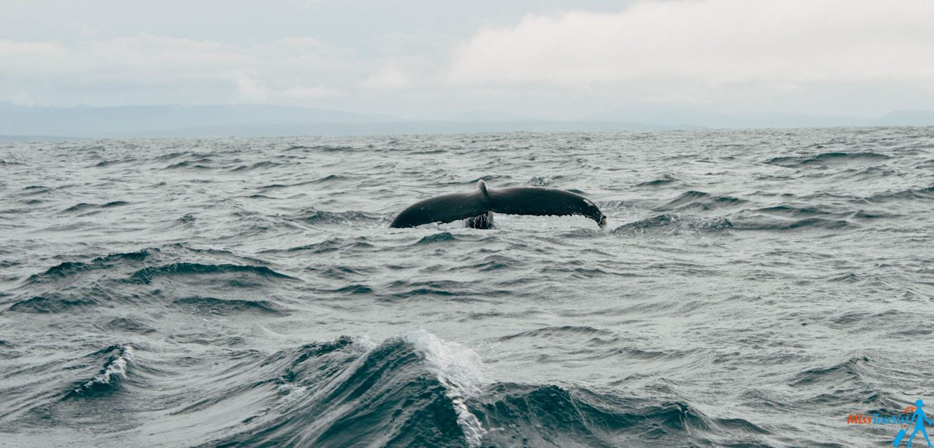 9 Husavik whale watching Gentle giants