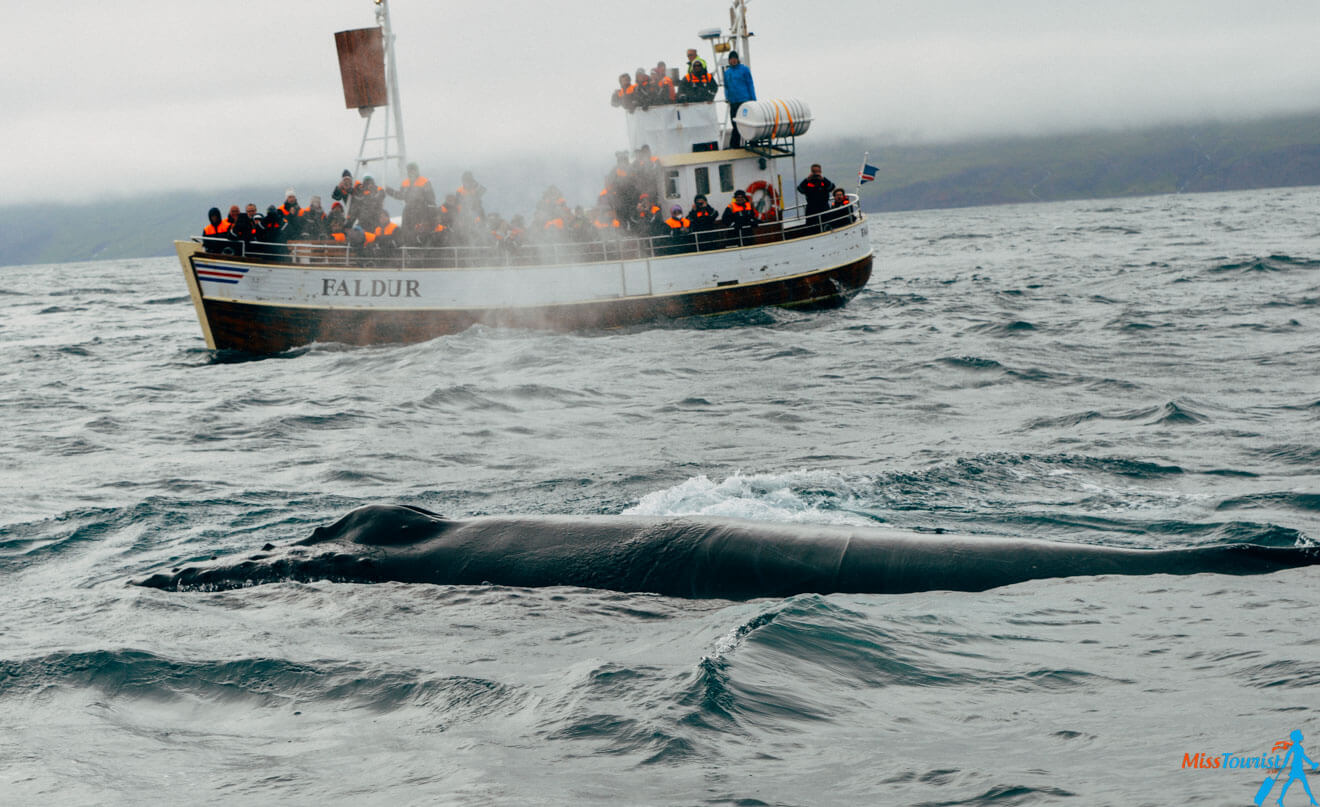 9 Husavik whale watching Iceland