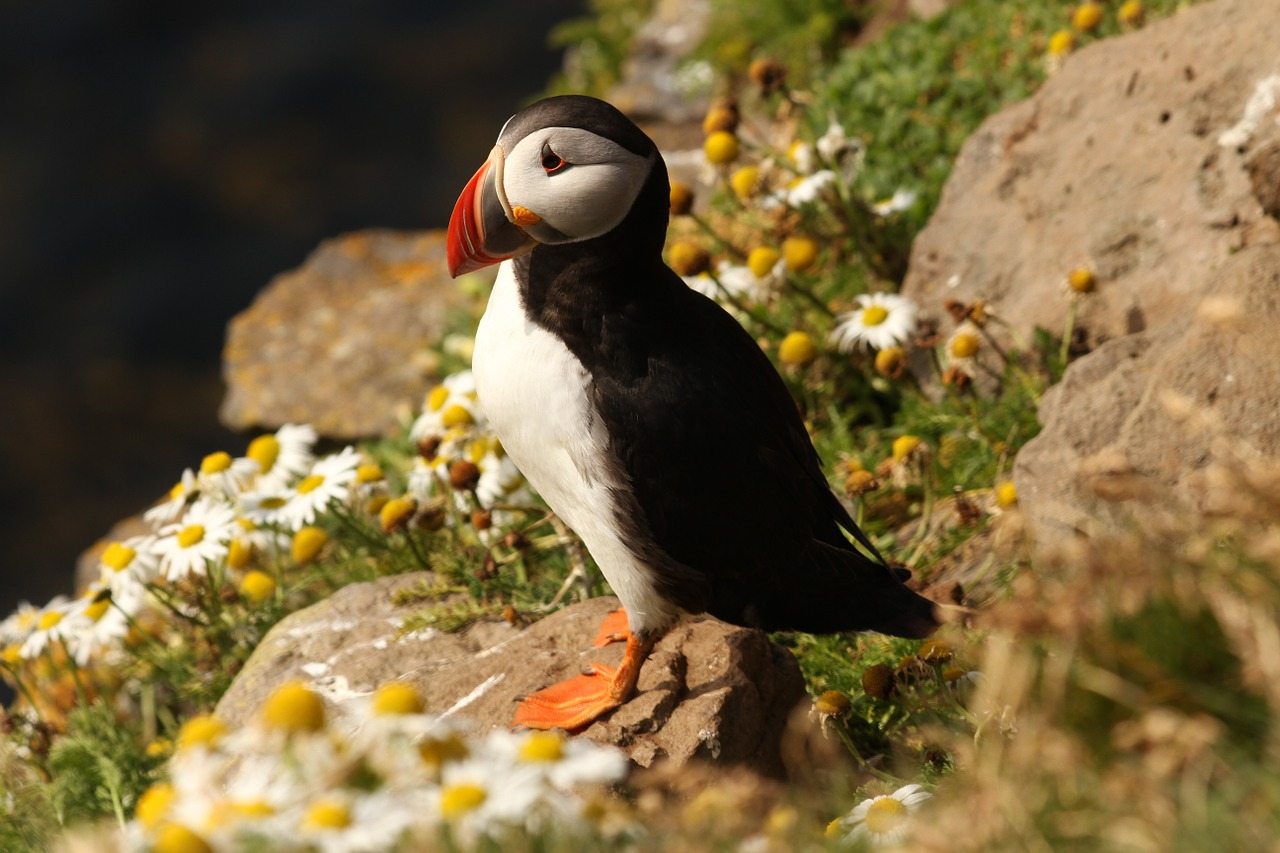 puffins iceland birds western point