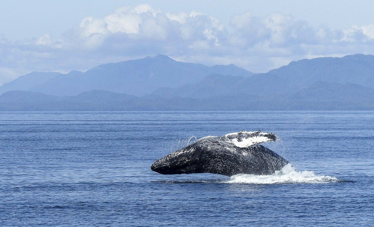 whale jumping in the water