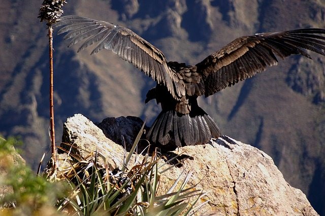 condors ands