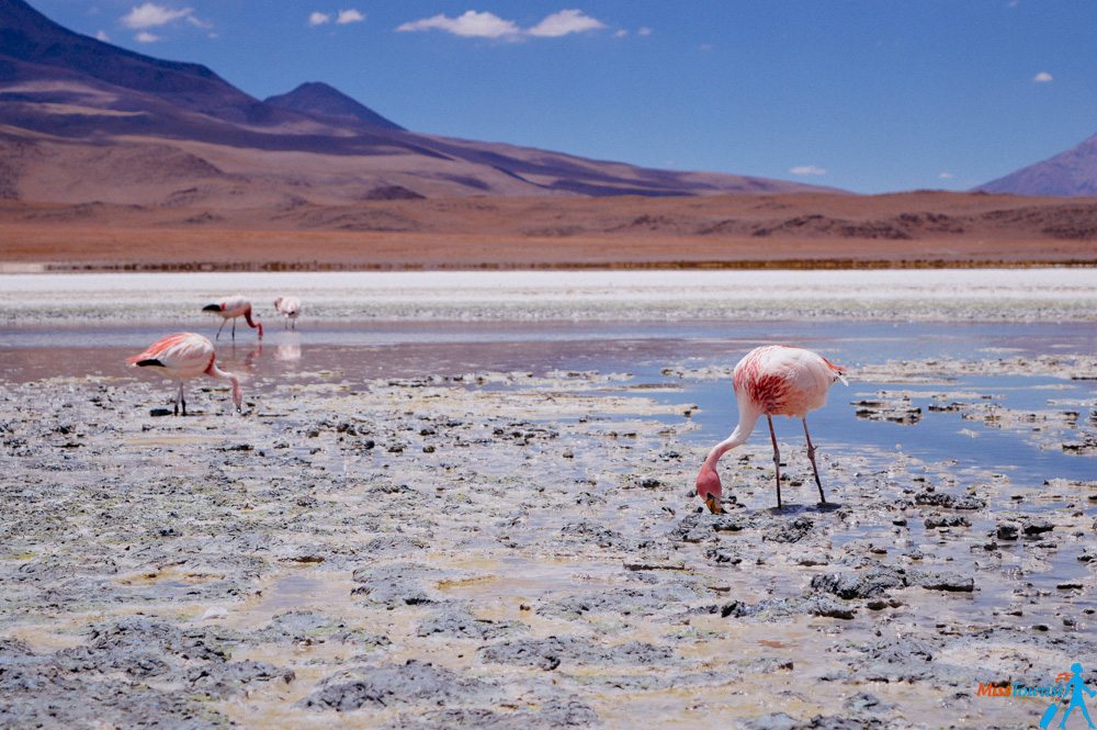 Pink flamingos Bolivia