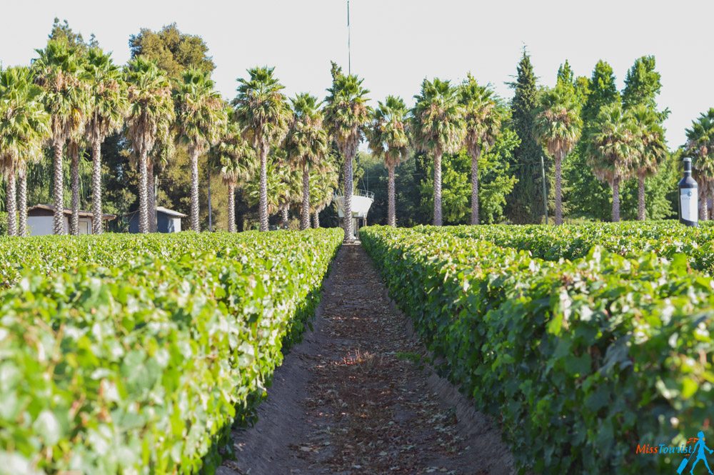 chilean vineyards