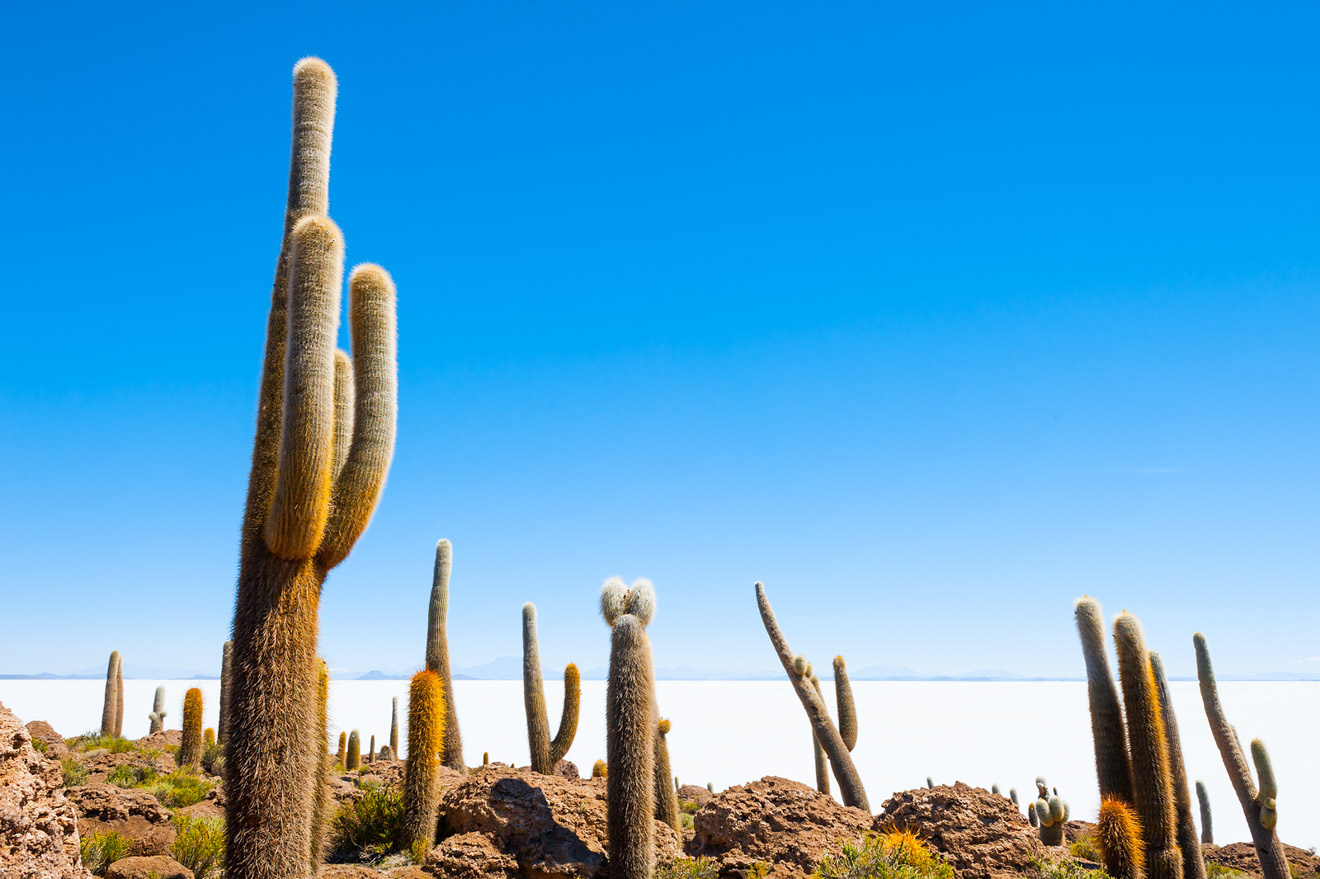 8 Things You Need To Know Before Your Bolivia Salt Flats Tour in Uyuni cactus