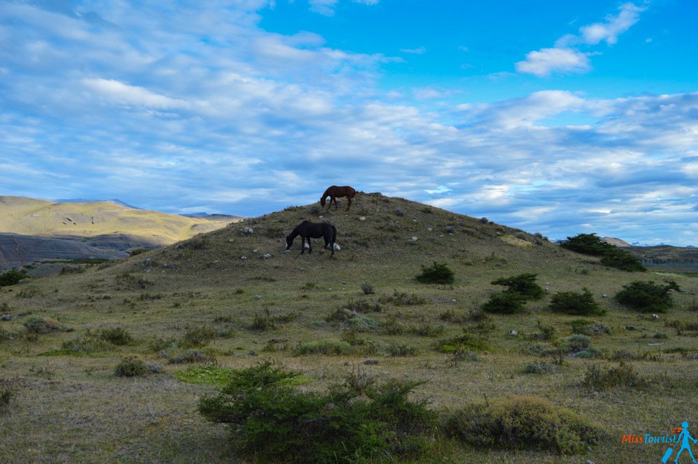 Puerto natales Torres del Paine