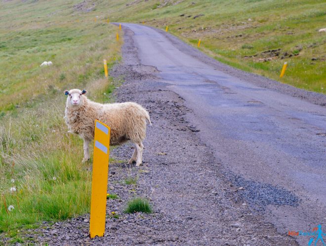 3 Sheep crosing Iceland road2