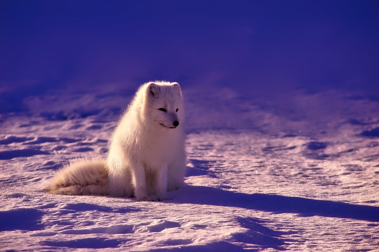 arctic-foxes-swedish-lapland