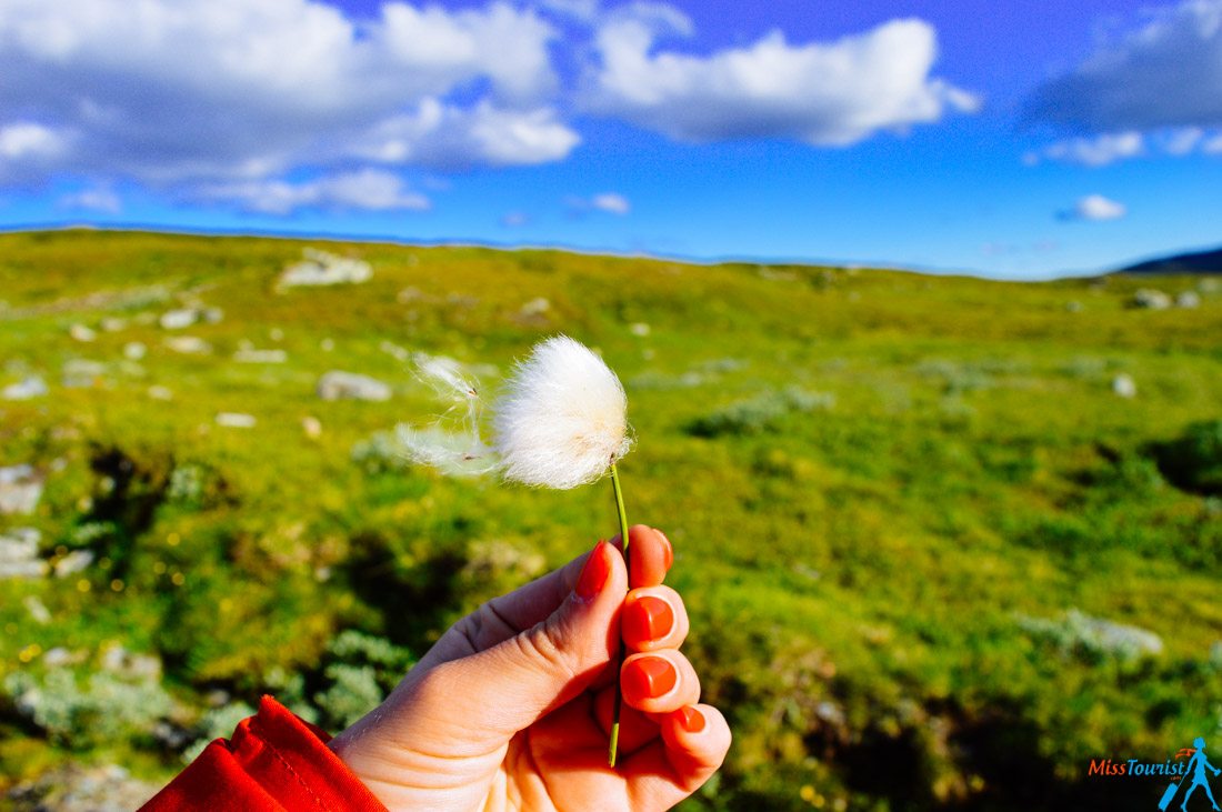 beautiful-nature-in-sweden-in-the-summer