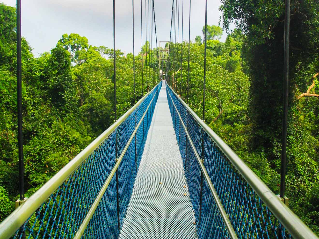 13 Best Things To Do In Singapore MacRitchie Treetop Walk