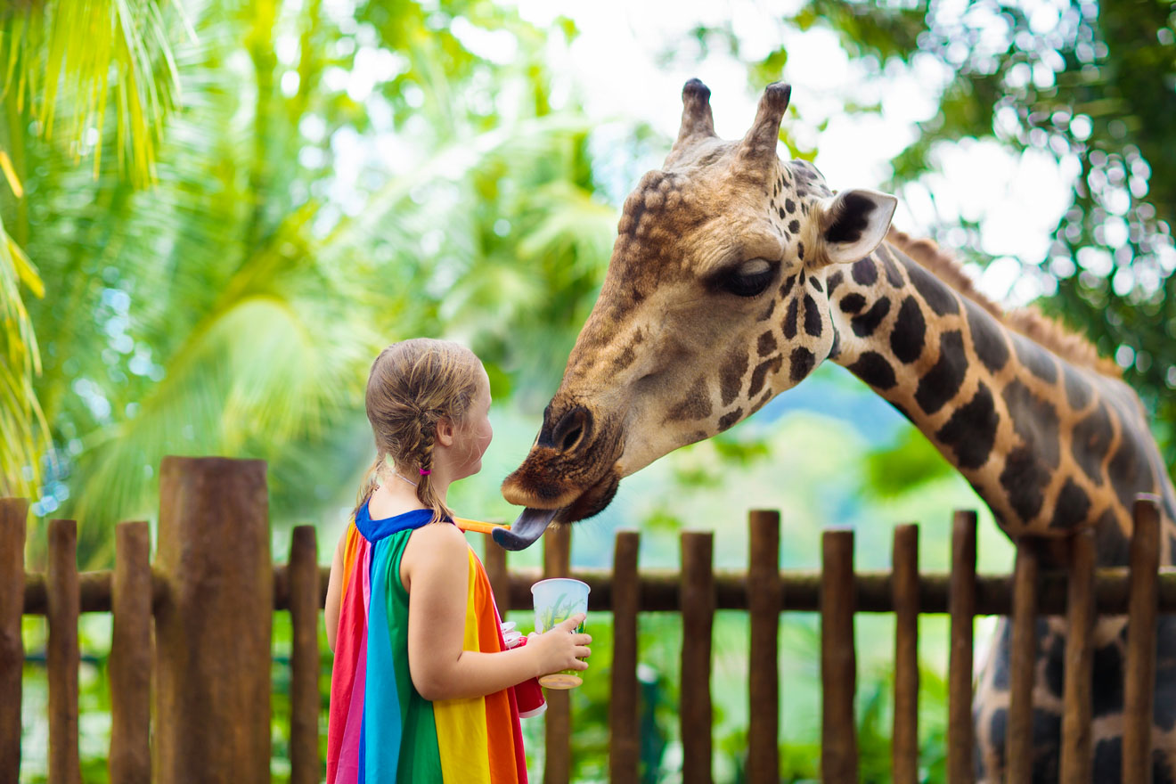 13 Best Things To Do In Singapore Singapore Zoo 1