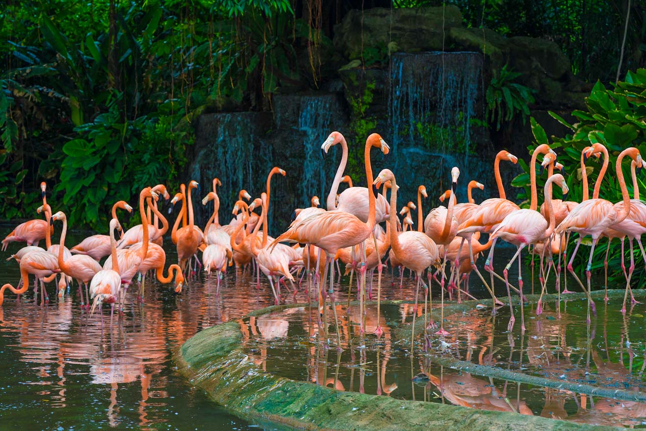 13 Best Things To Do In Singapore Singapore Zoo Flamingo