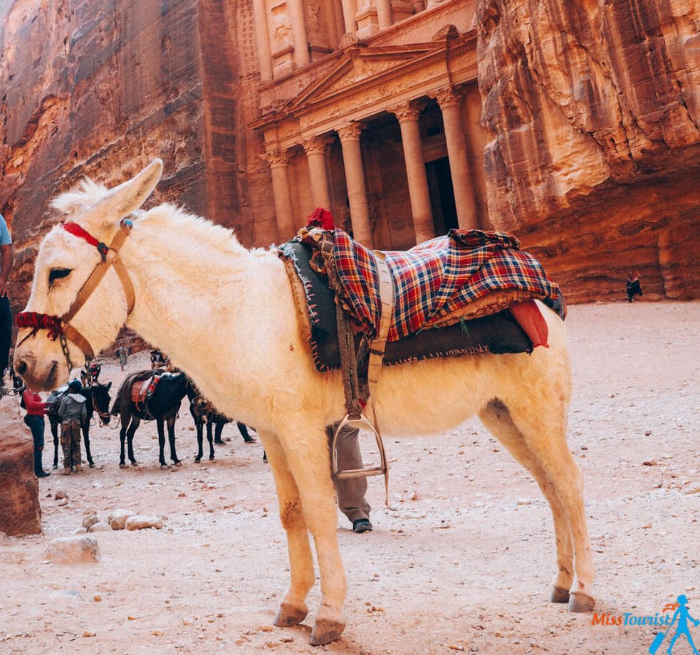 donkey ride petra jordan