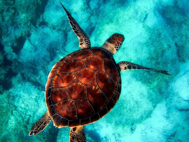 8 Akumal swim with sea turtles
