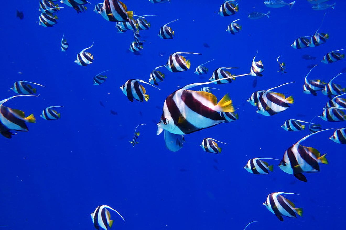 3 Amazing Resorts In The Maldives Bandos diving 1