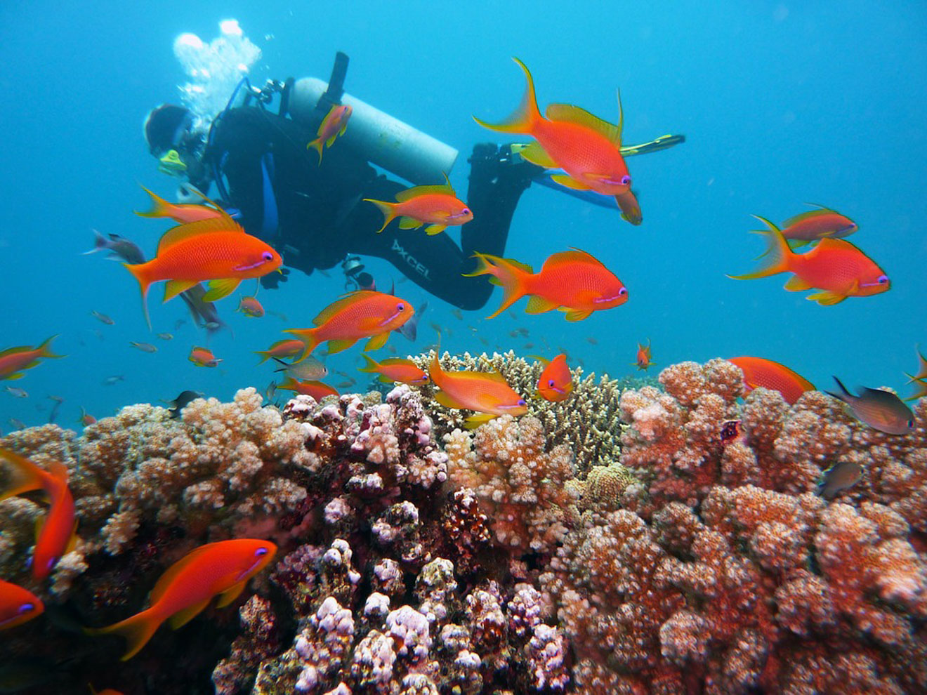3 Amazing Resorts In The Maldives bandos diving 6