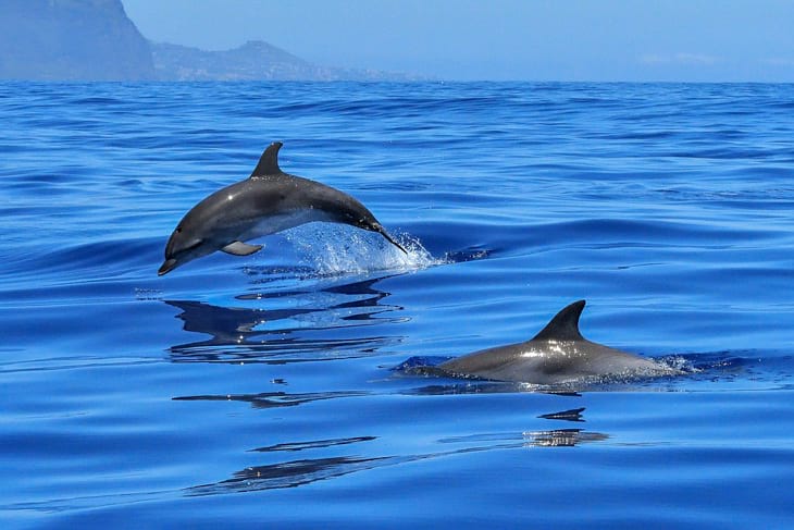 7 excursions you have to take in the Maldives dolphins