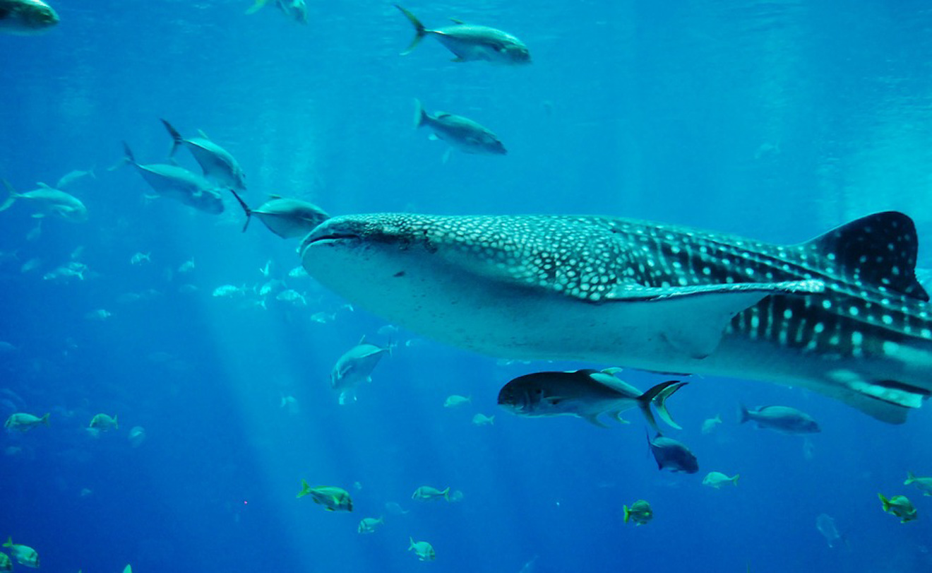 Whale shark surrounded by fish