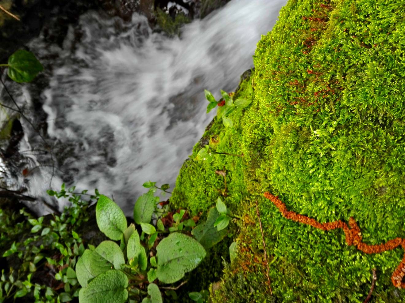 15 Things To Do in Coromandel Peninsula Wentworth Valley waterfall