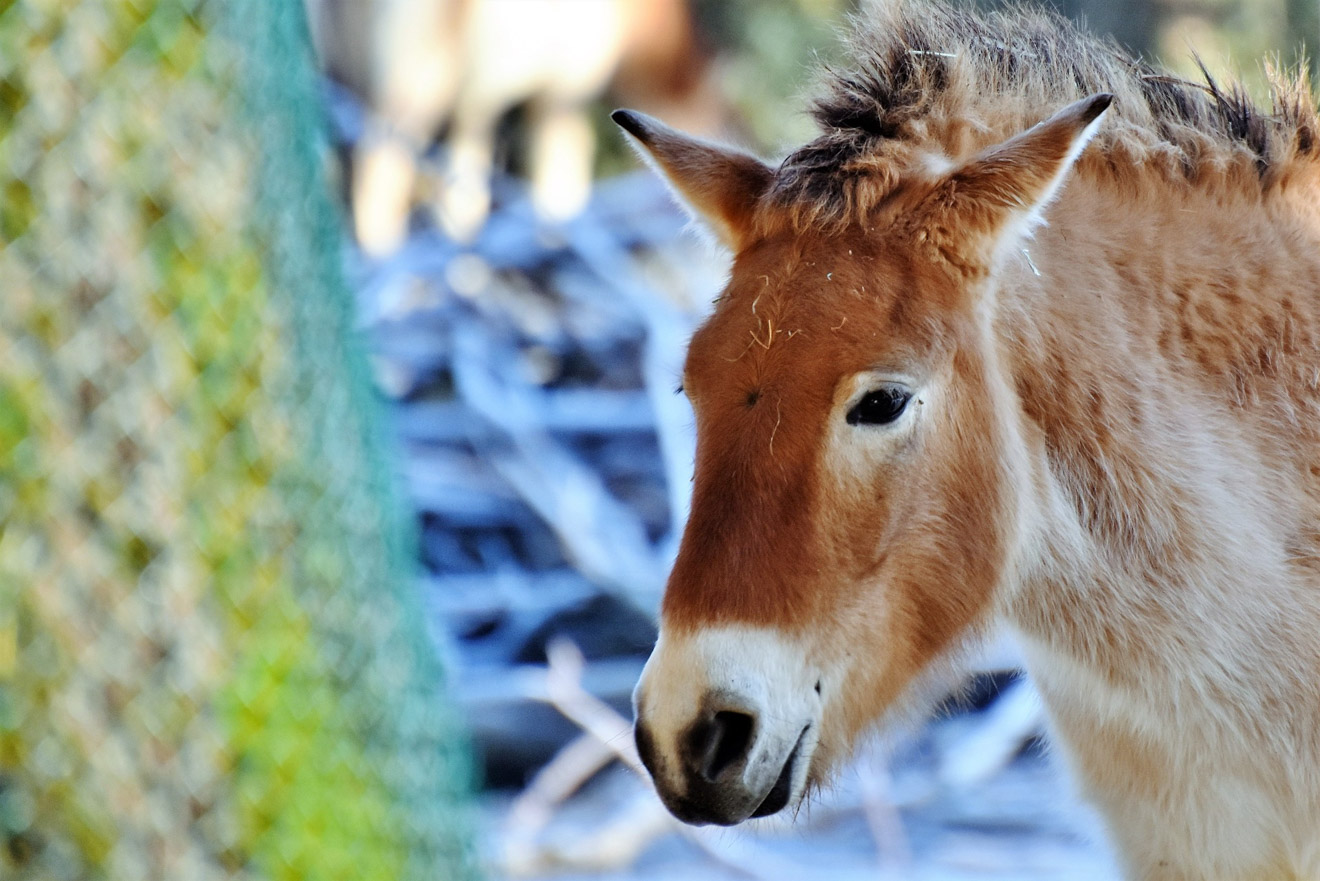 15 Things To Do in Coromandel Peninsula donkey