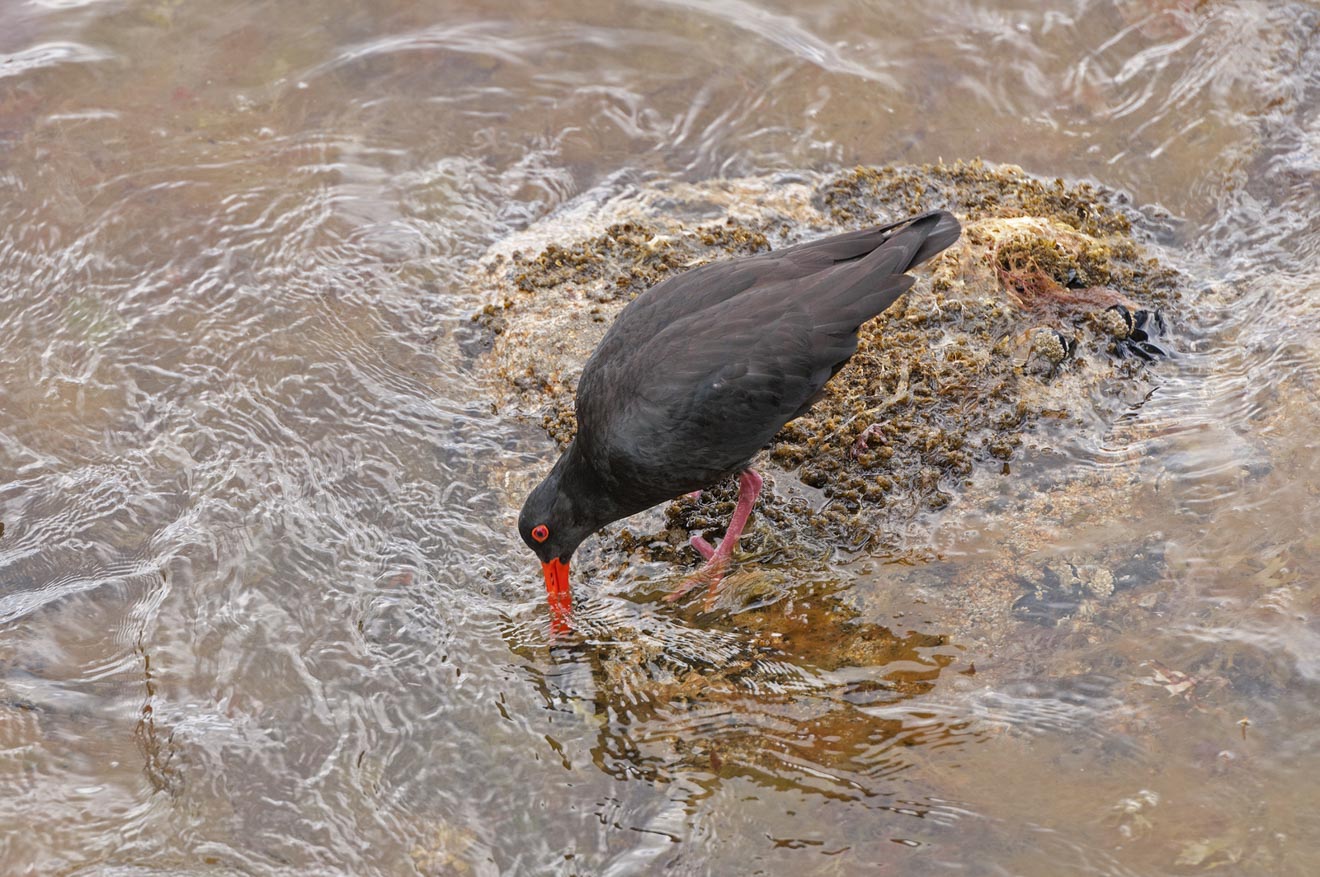 15 Things To Do in Coromandel Peninsula oystercatcher