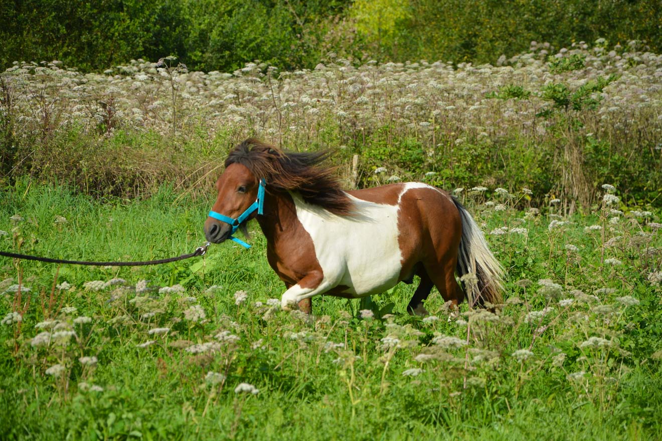15 Things To Do in Coromandel Peninsula pony