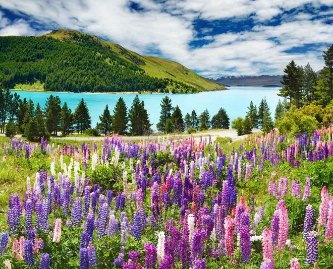 How To Plan Your Ideal Trip To New Zealand 9