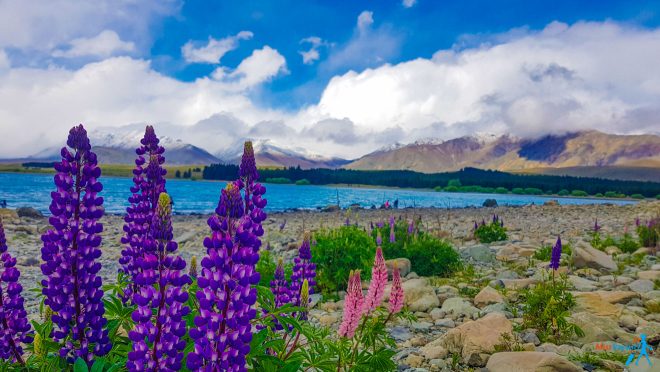 Ultimate South Island Road Trip in New Zealand Lake Tekapo