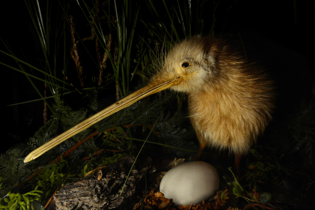 Ultimate South Island Road Trip in New Zealand kiwi 1