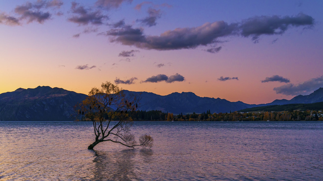 Ultimate South Island Road Trip in New Zealand wanaka tree