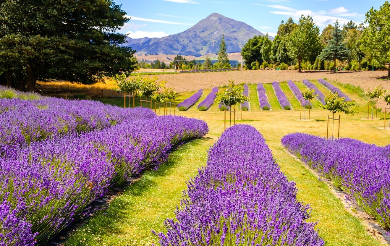 lavender New Zealand