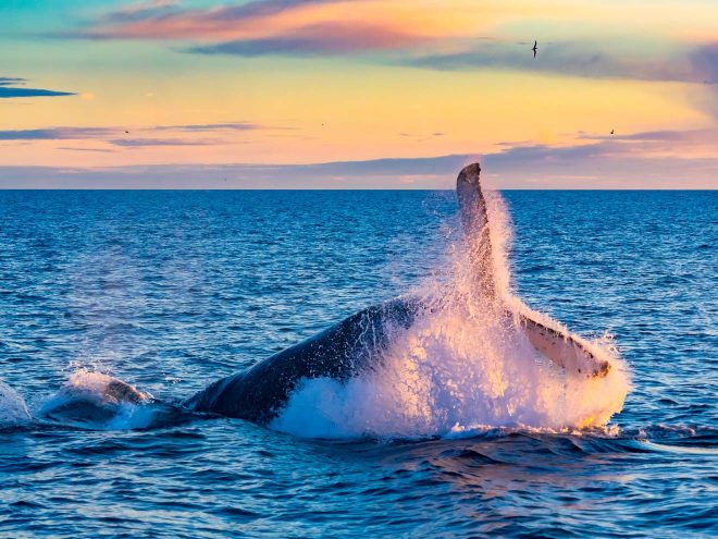 10 Best Tours You Have To Take in Iceland whale watching in the morning