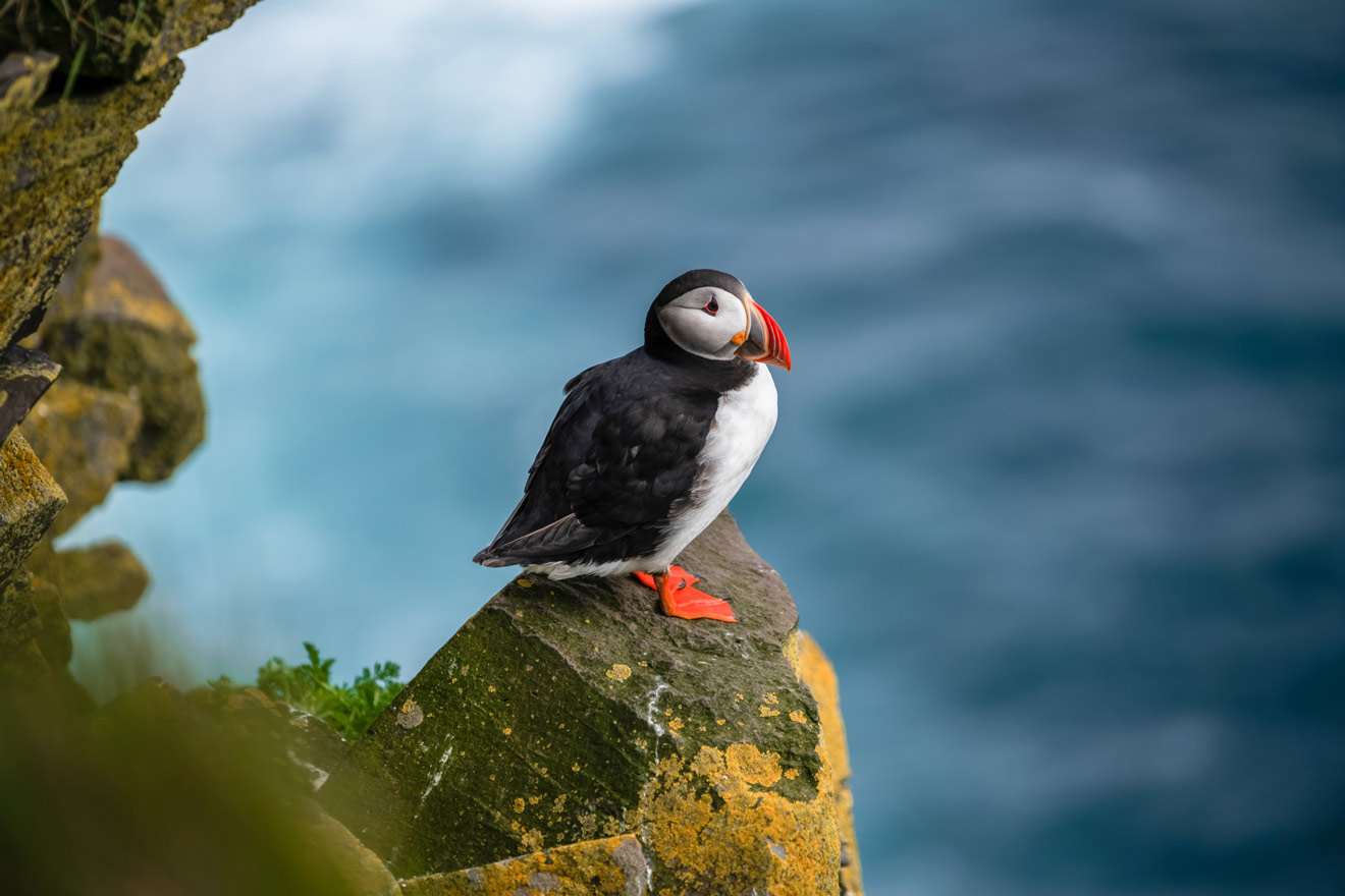 A puffin with a black back, white belly, and distinctive orange beak and feet perches on a mossy cliff over the blue ocean in Iceland