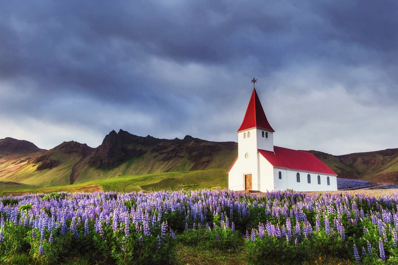 A quaint, white church with a red roof stands amidst a vibrant field of purple lupine flowers, with rugged mountains under a dramatic cloudy sky in the Icelandic countryside.