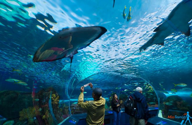 2 Weeks Canada Road Trip Itinerary – Exploring Quebec And Ontario toronto aquarium