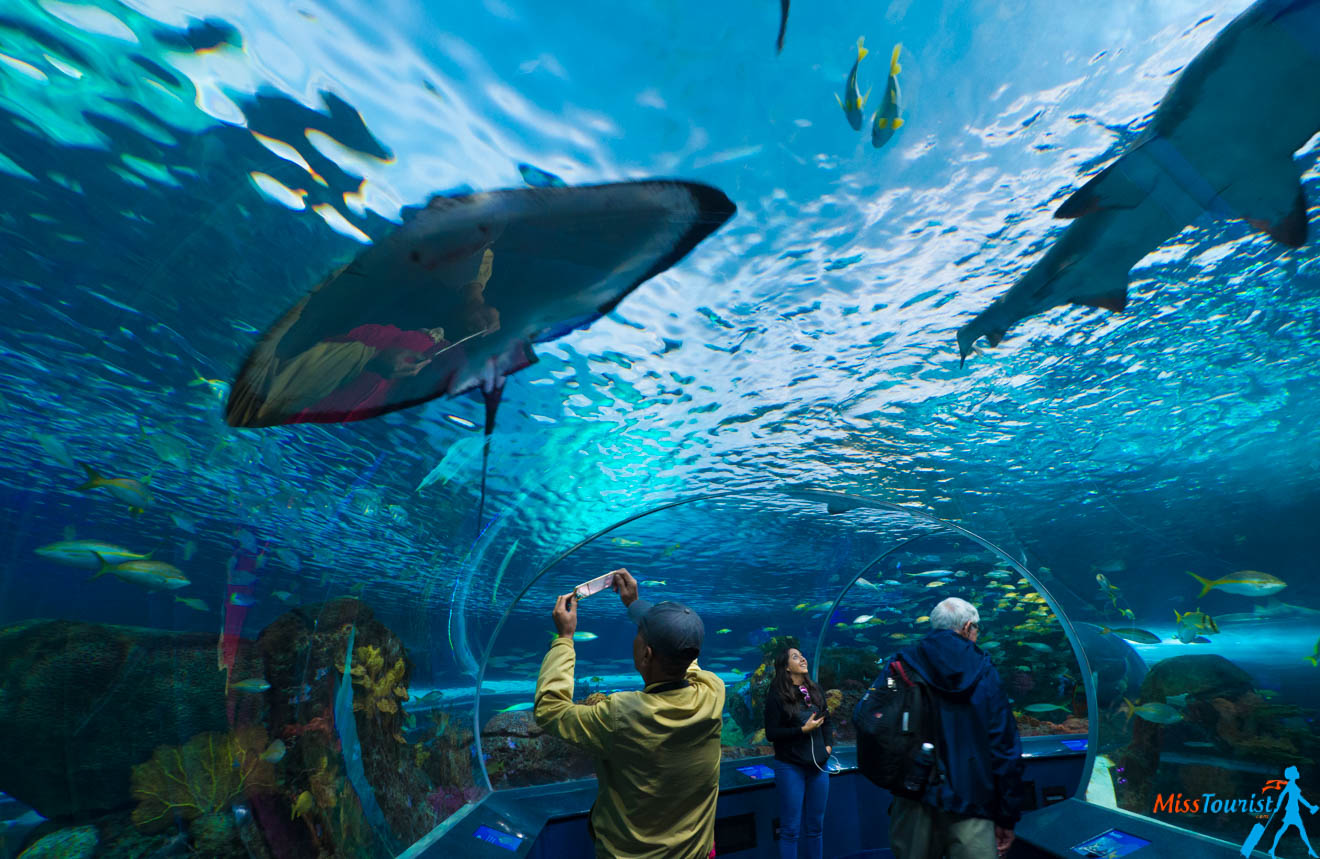 2 Weeks Canada Road Trip Itinerary – Exploring Quebec And Ontario toronto aquarium