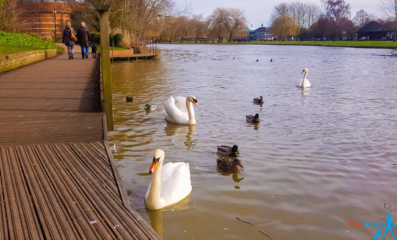 11 Best Things to do in Stratfod-Upon-Avon swans