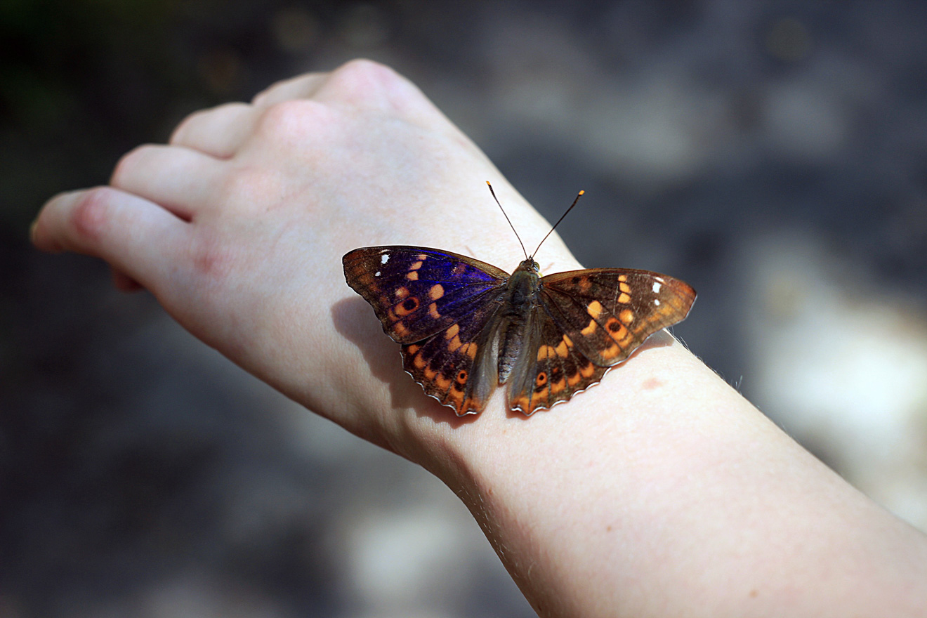 11 Best Things to do in Stratfod-Upon-Avon butterfly farm 2