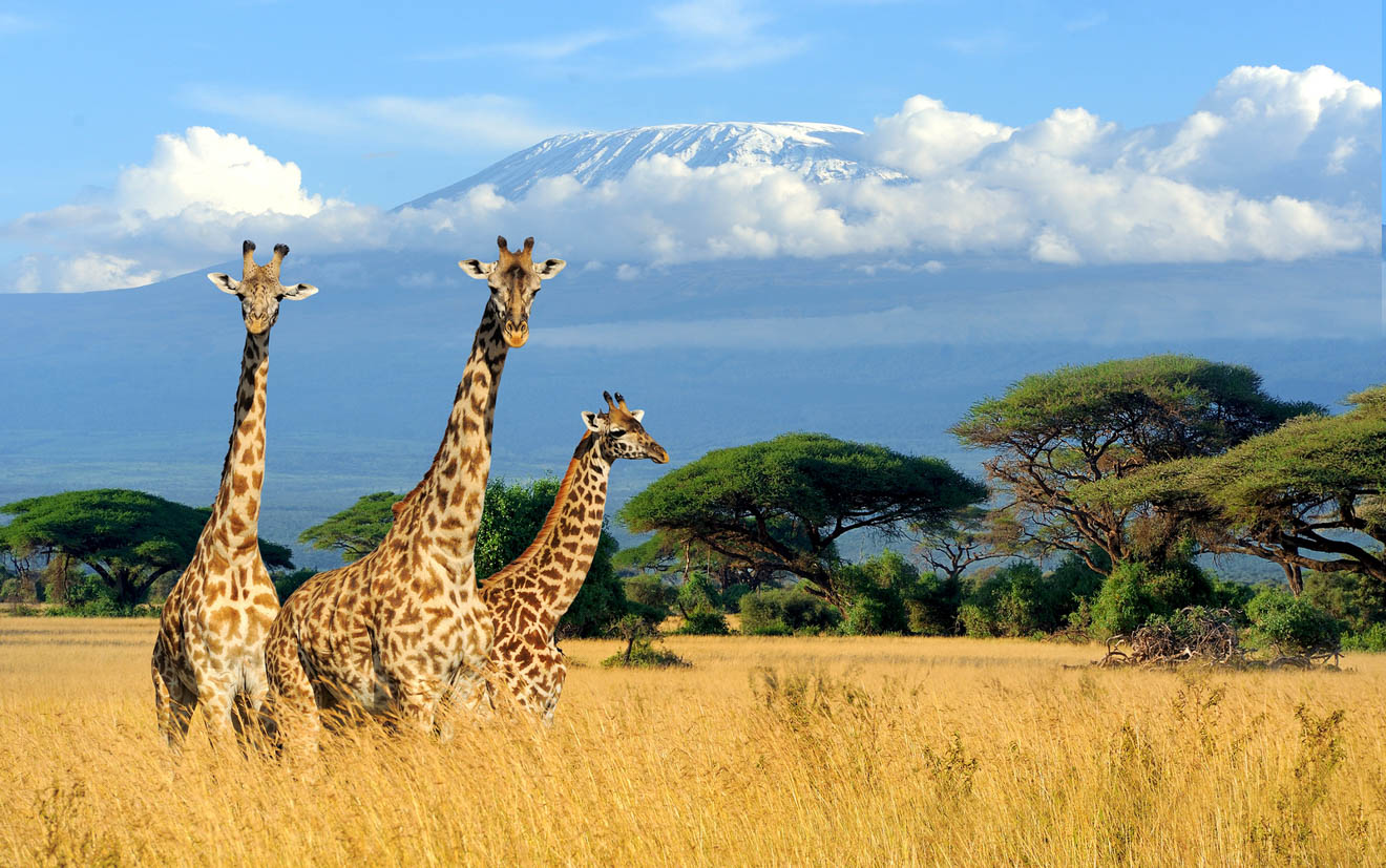 Climbing Kilimanjaro – 7 Things You Should Know Before You Go safari