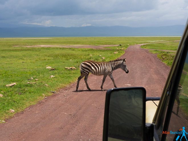 How To Plan A Perfect Safari In Tanzania – 7 Things You Need To Know 13