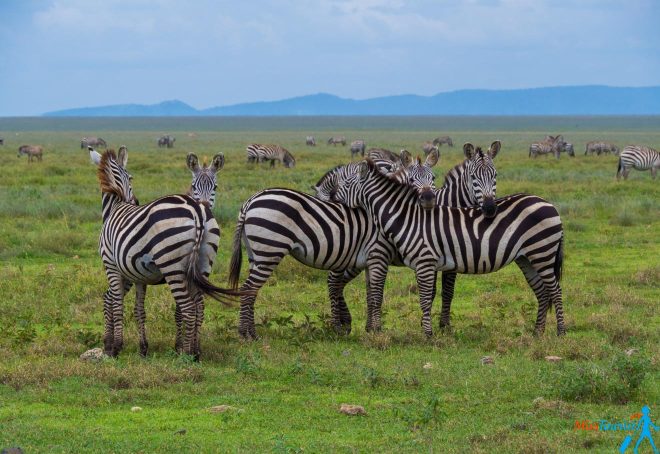 How To Plan A Perfect Safari In Tanzania – 7 Things You Need To Know 15