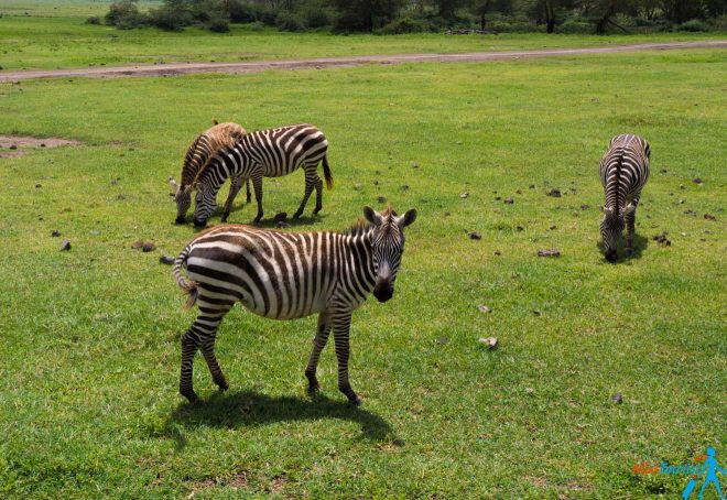 How To Plan A Perfect Safari In Tanzania – 7 Things You Need To Know 21