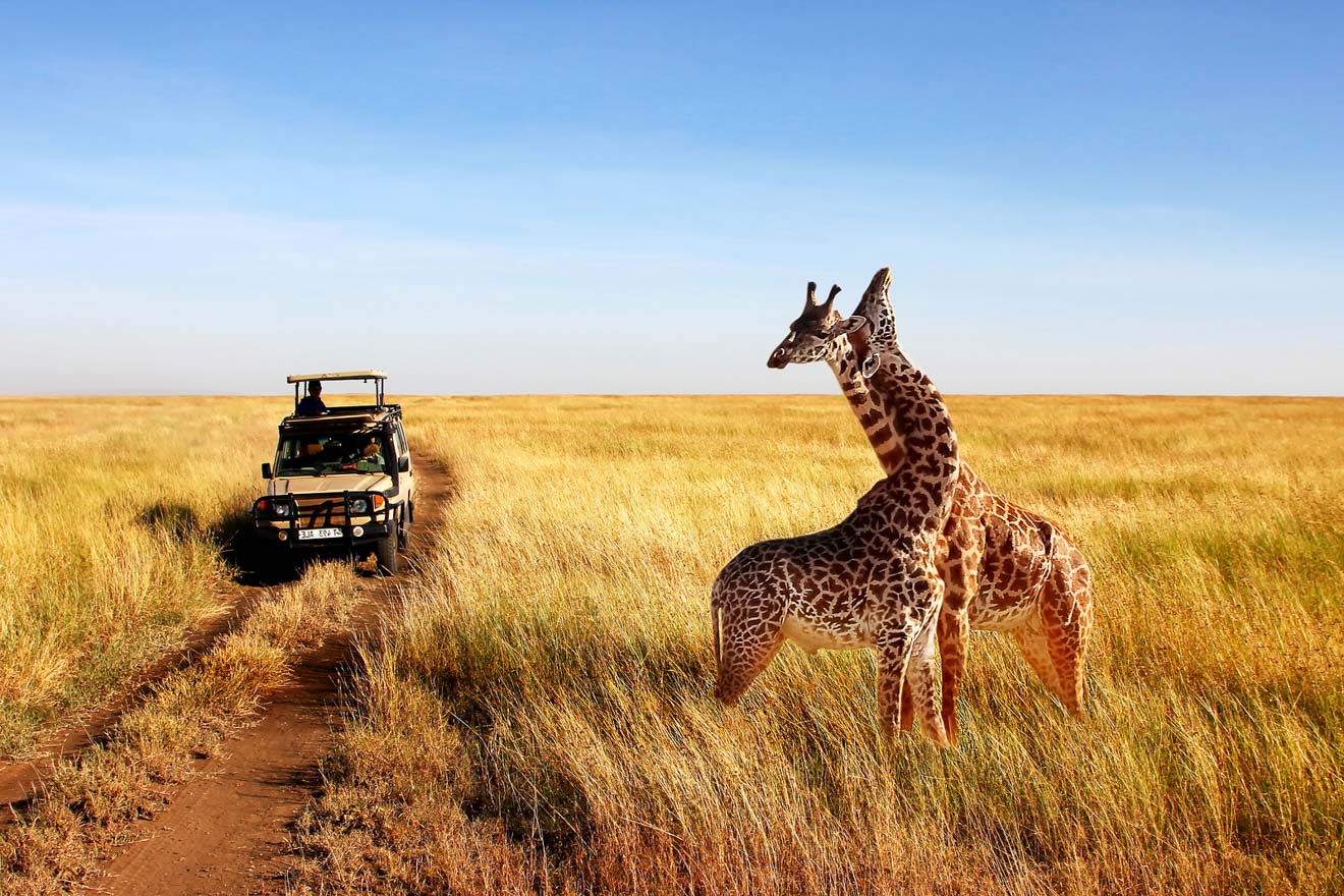 tanzania safari beste tijd