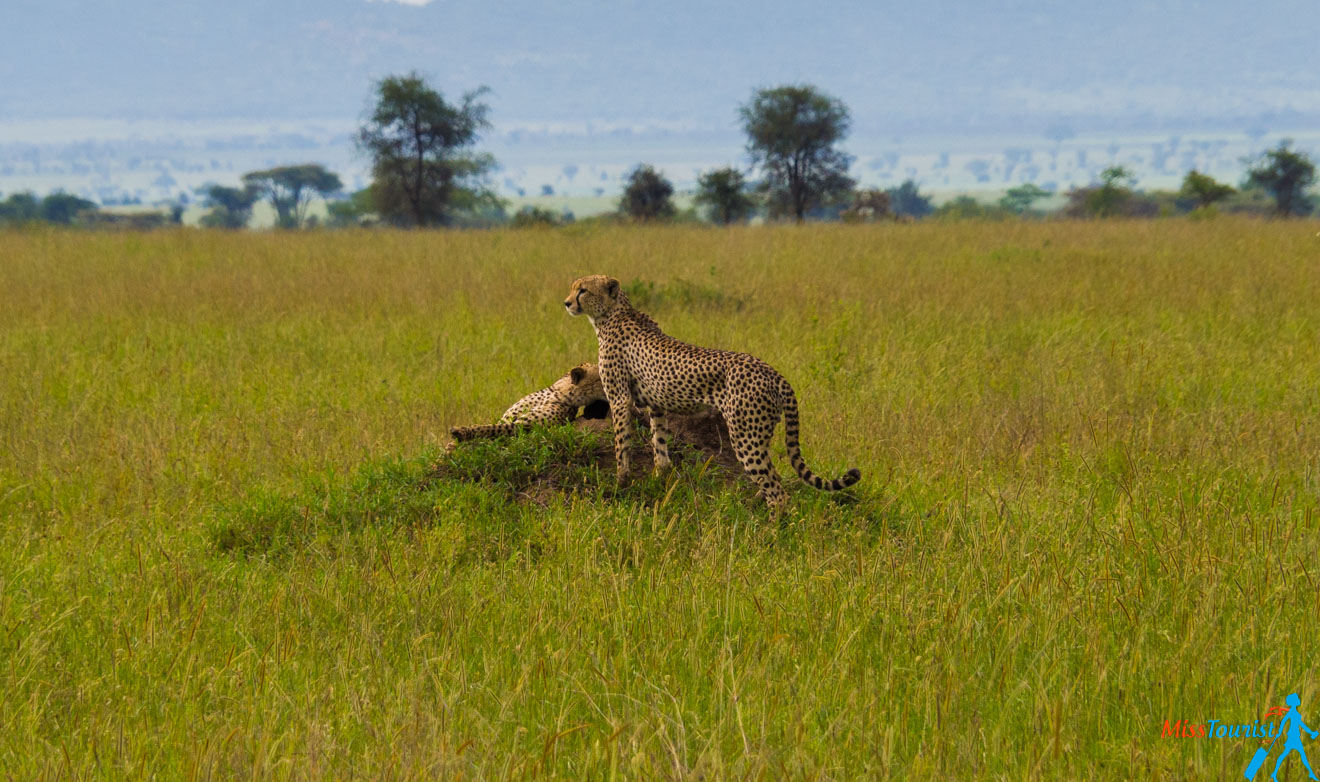 How To Plan A Perfect Safari In Tanzania – 7 Things You Need To Know 32