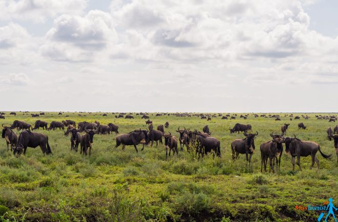 How To Plan A Perfect Safari In Tanzania – 7 Things You Need To Know 5